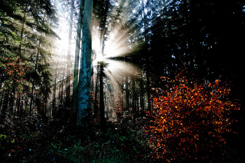 Licht im Wald?