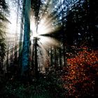 Licht im Wald?