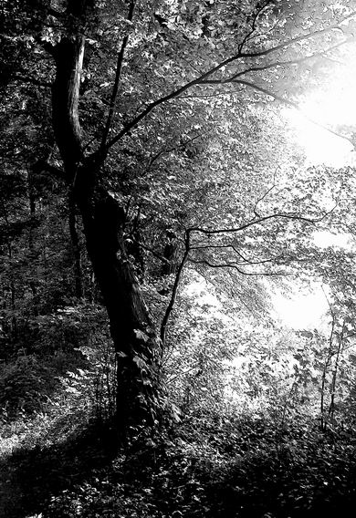 Licht im Wald von Re Wo