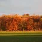 Licht im Wald