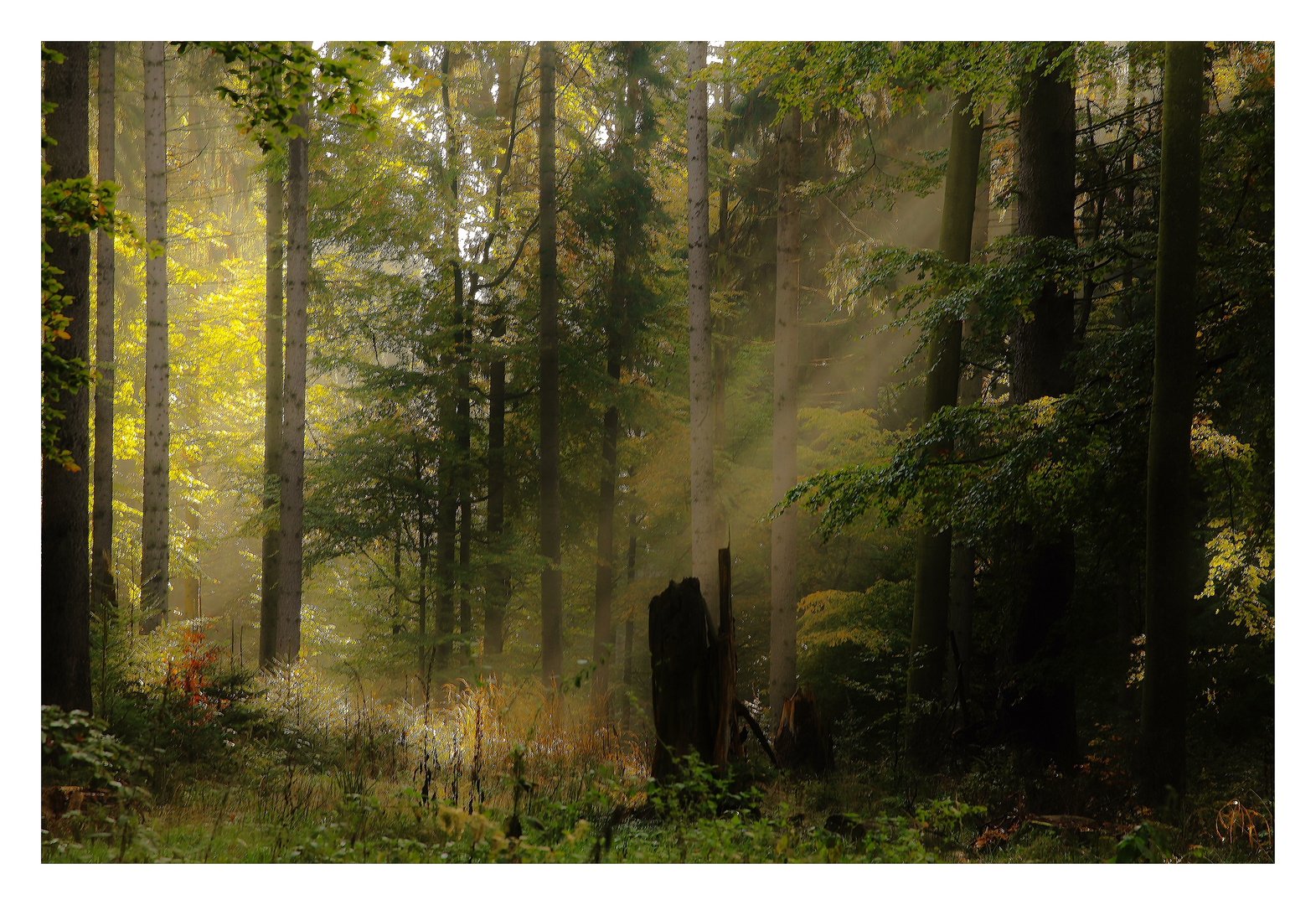 Licht im Wald