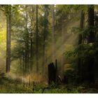 Licht im Wald