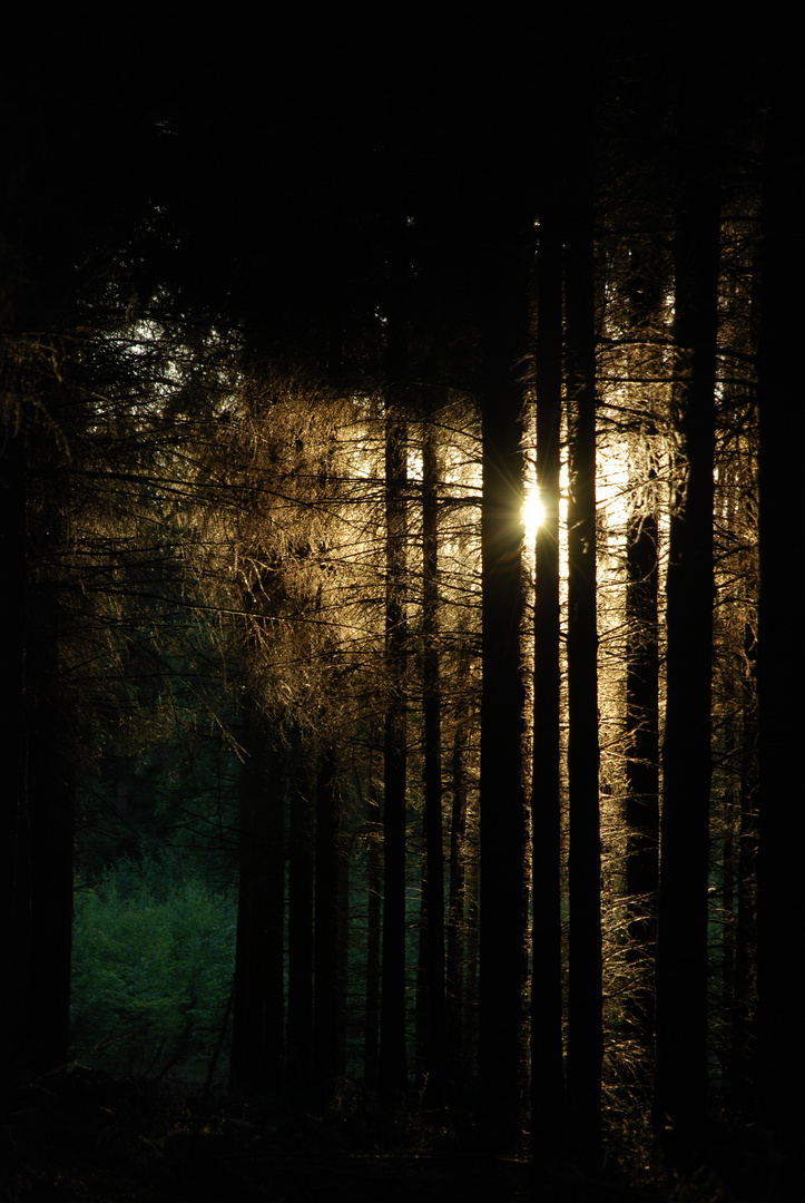 Licht im Wald