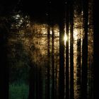 Licht im Wald