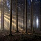 Licht im Wald