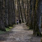 Licht im Wald