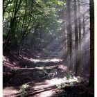 - Licht im Wald -  **