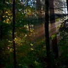 Licht im Wald