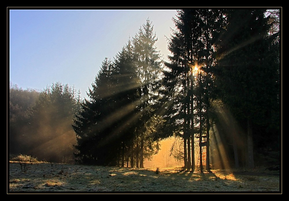 Licht im Wald