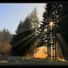 Licht im Wald