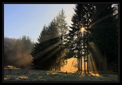 Licht im Wald