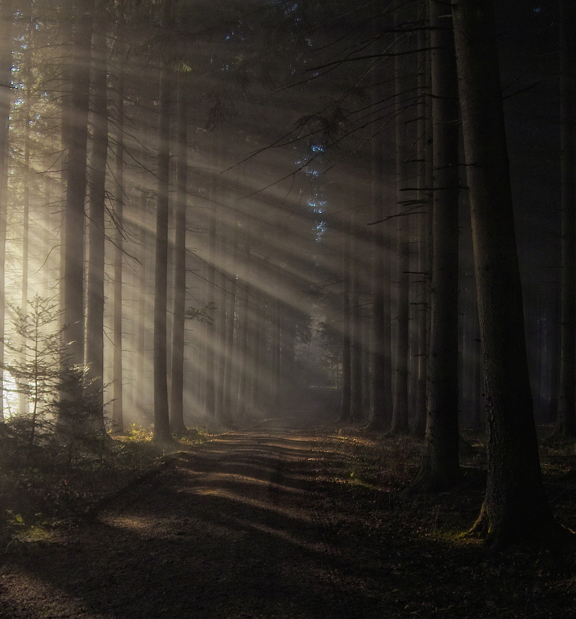 Licht im Wald