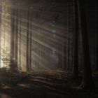 Licht im Wald