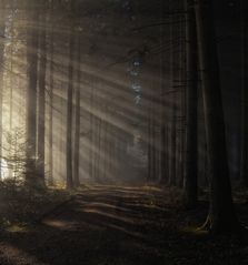 Licht im Wald