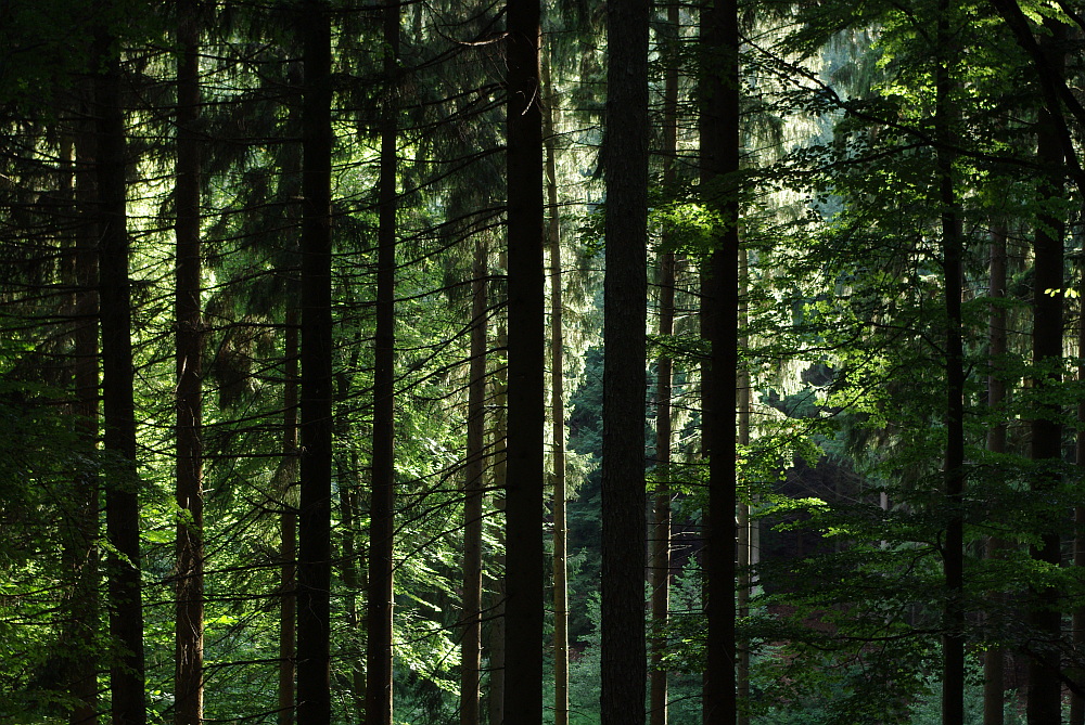 Licht im Wald