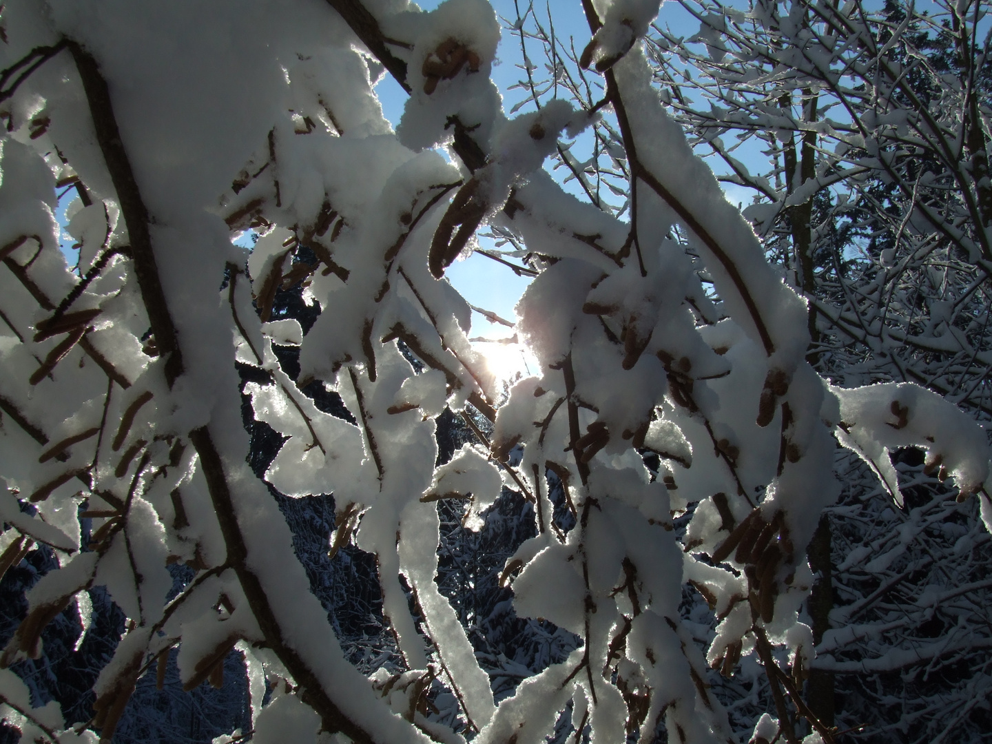 Licht im Wald