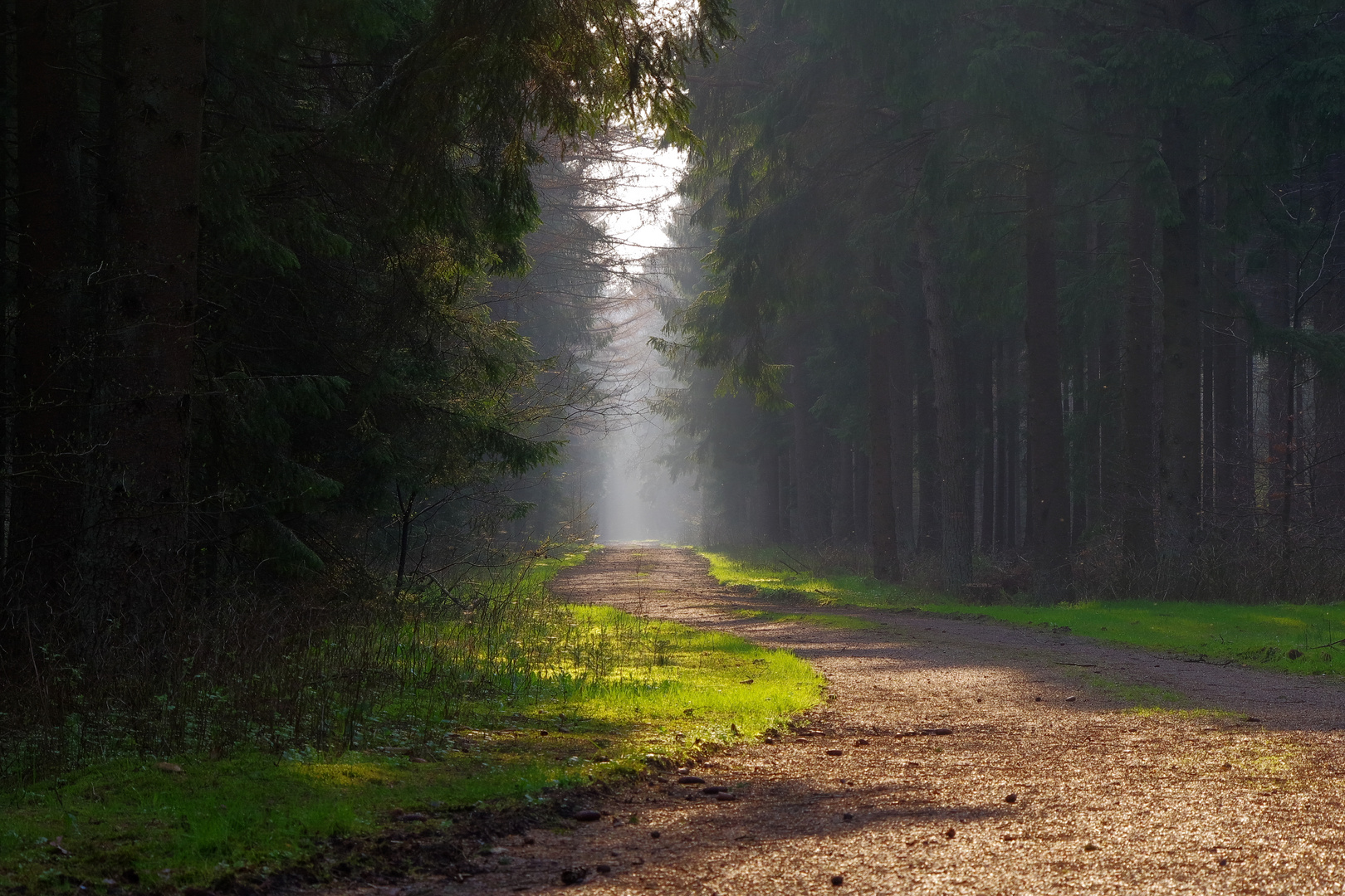 Licht im Wald