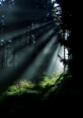 Licht im Wald