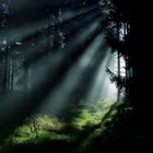 Licht im Wald