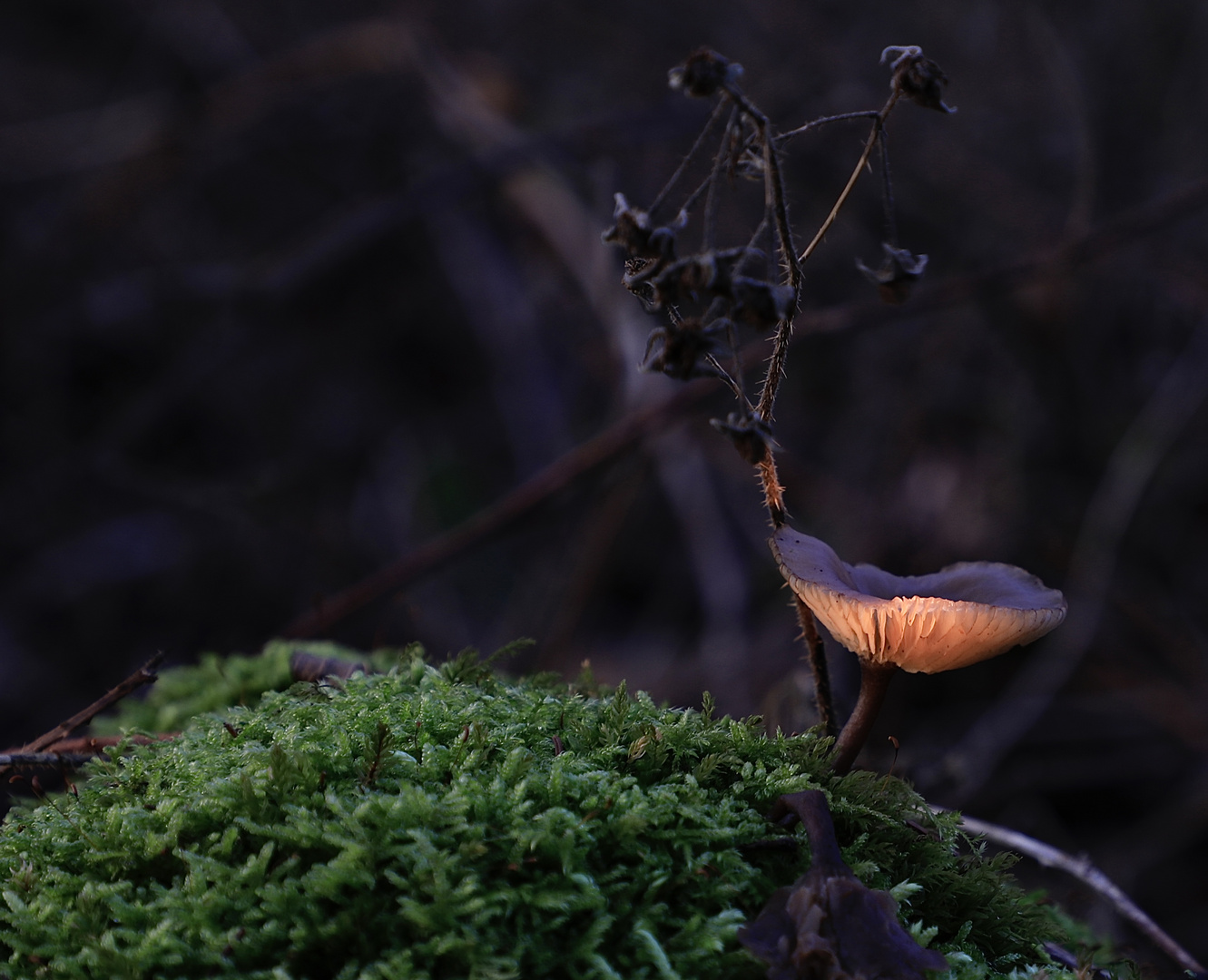 Licht im Wald.