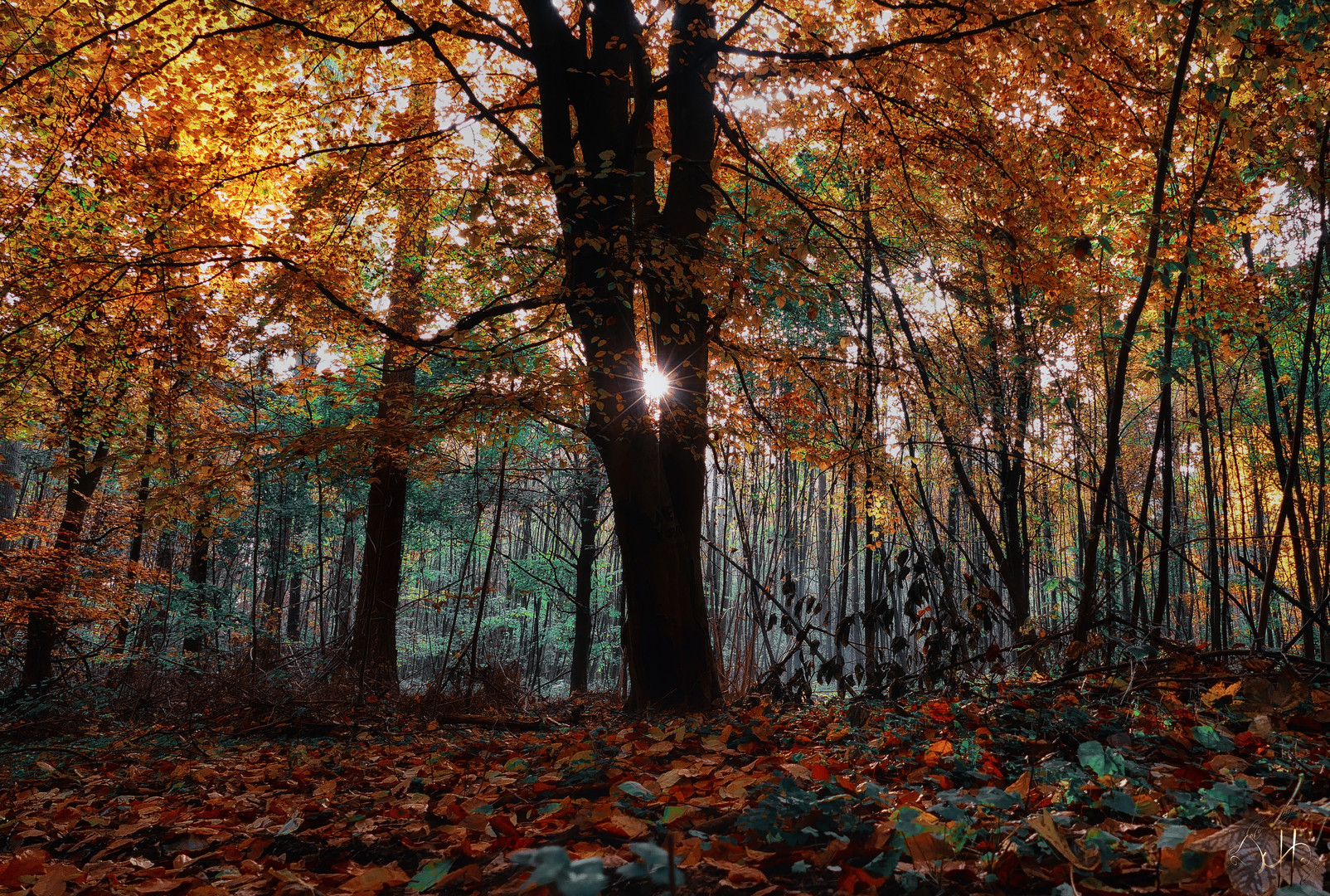 Licht im Wald