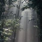 Licht im Wald