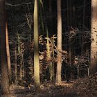 Licht im Wald