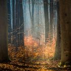 Licht im Wald