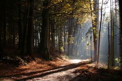 Licht im Wald