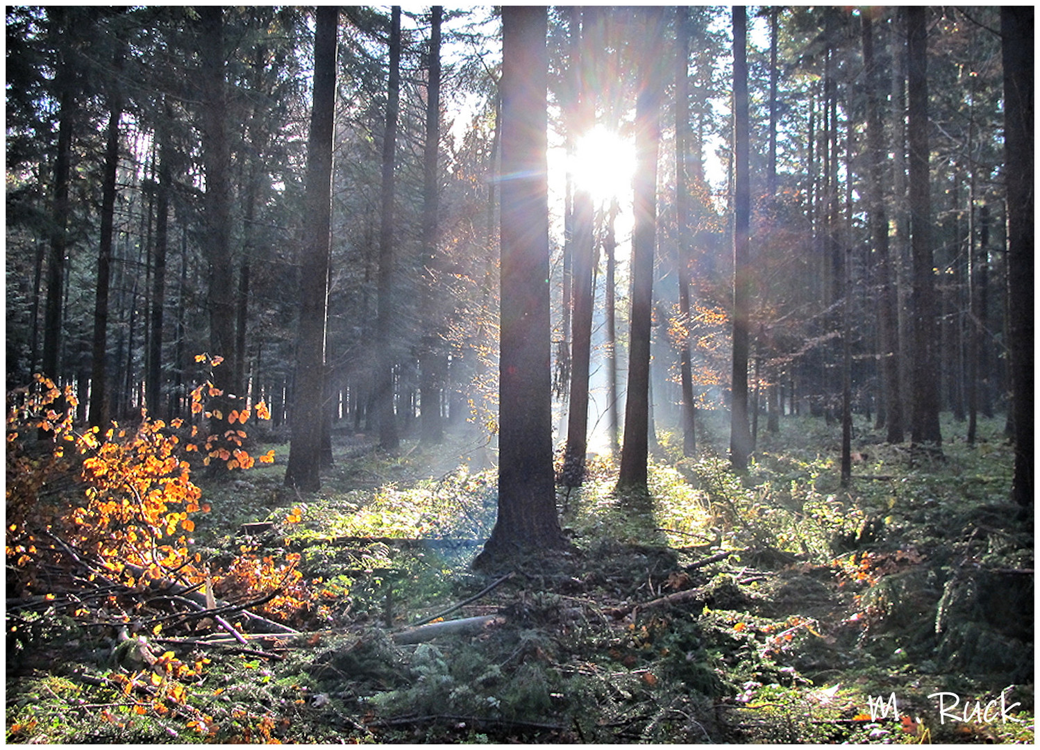 Licht im Wald 