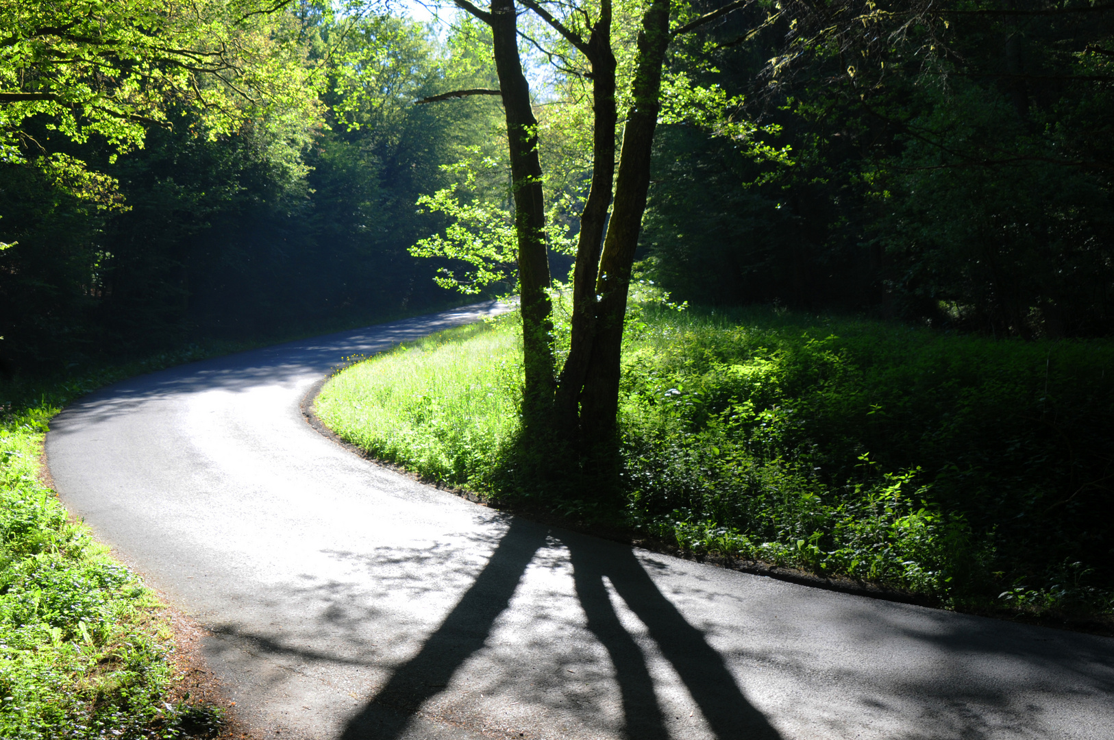 Licht im Wald