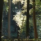 Licht im Wald