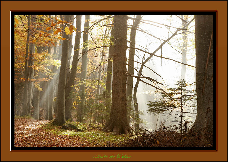 Licht im Wald.............