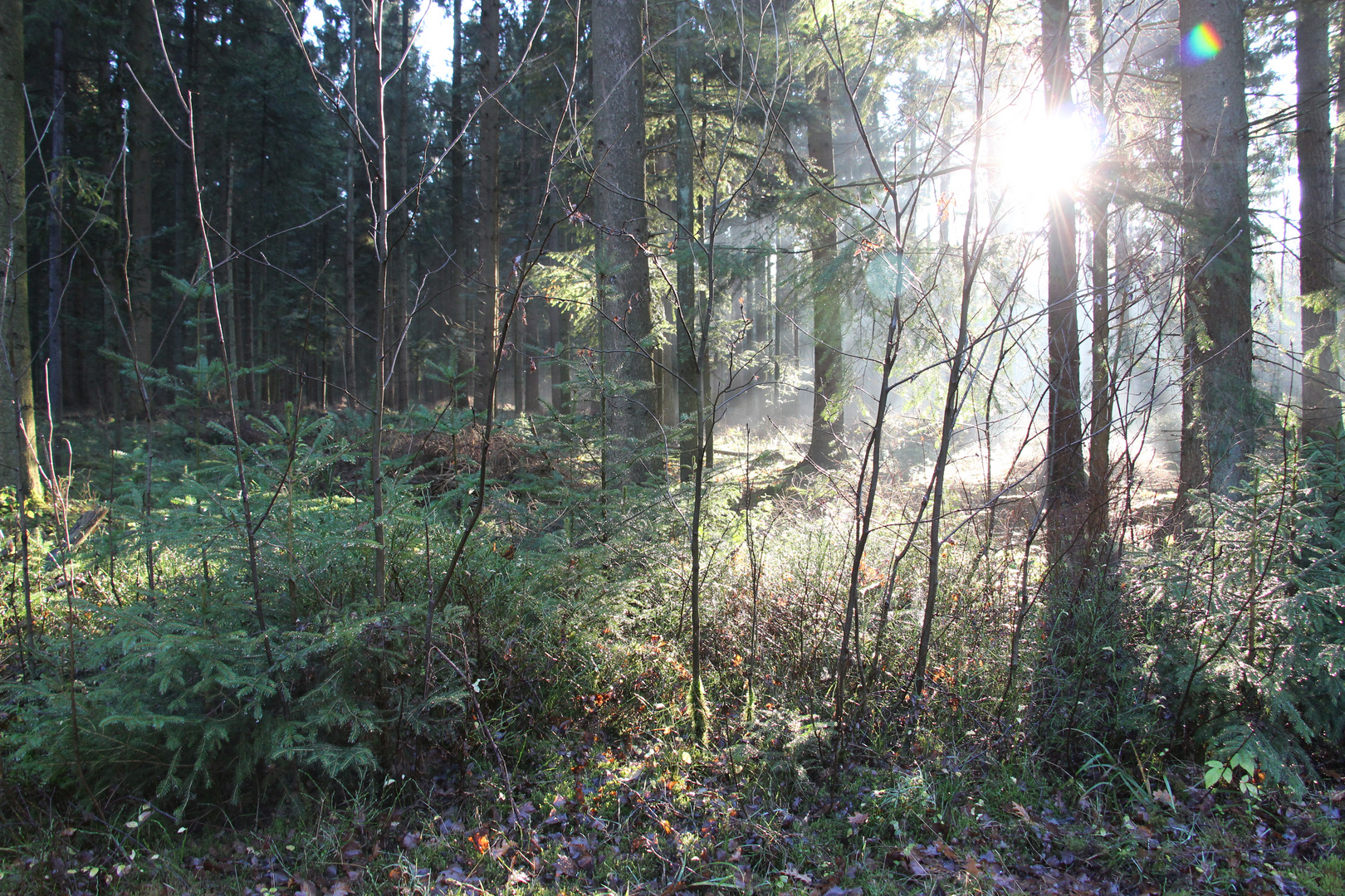 Licht im Wald