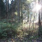 Licht im Wald