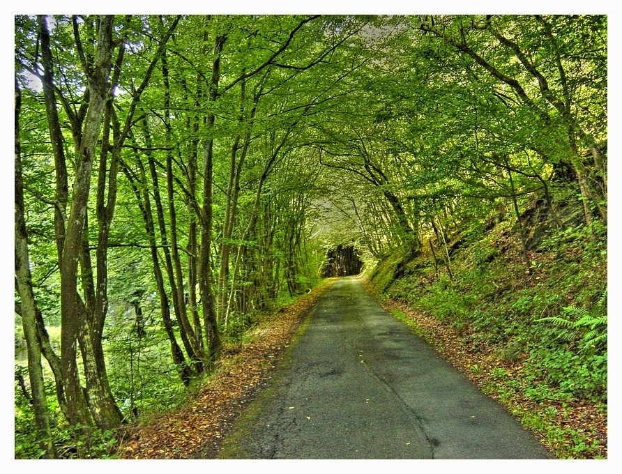 - Licht im Wald - *