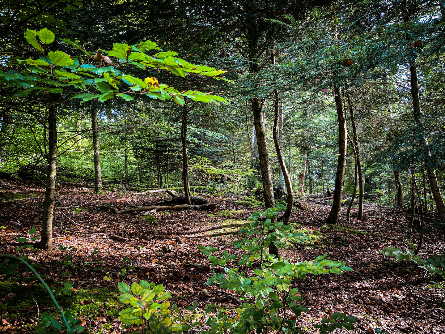 Licht im Wald 