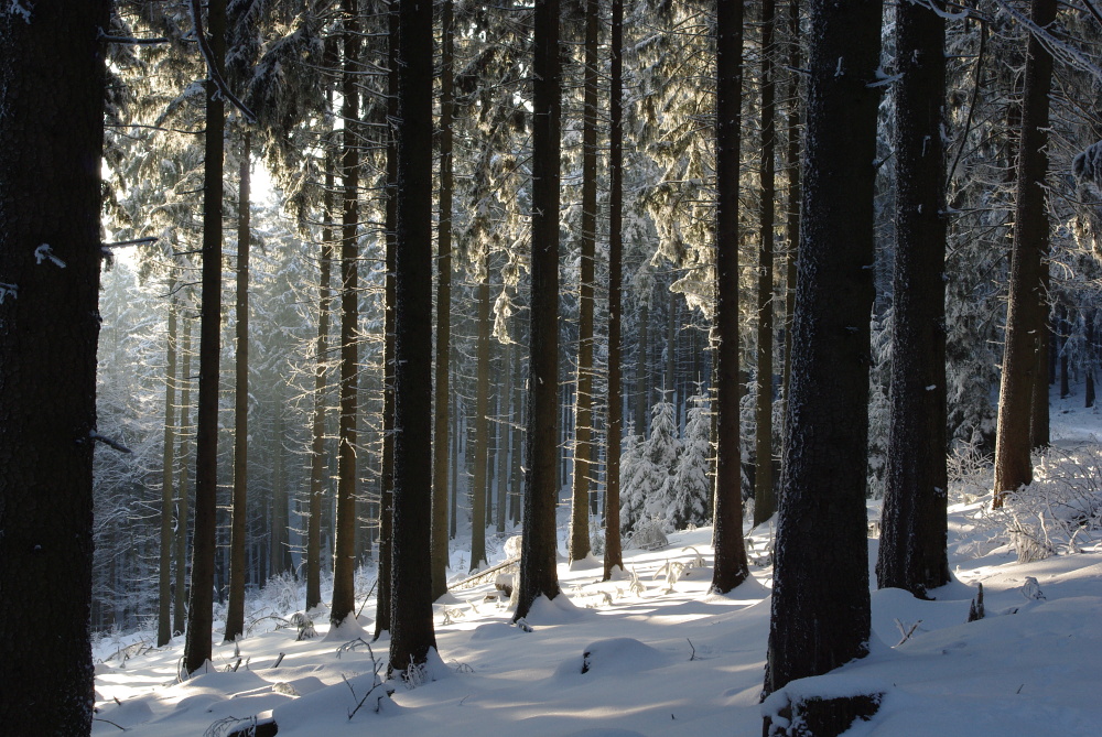 Licht im Wald