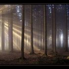 Licht im Wald