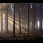 Licht im Wald