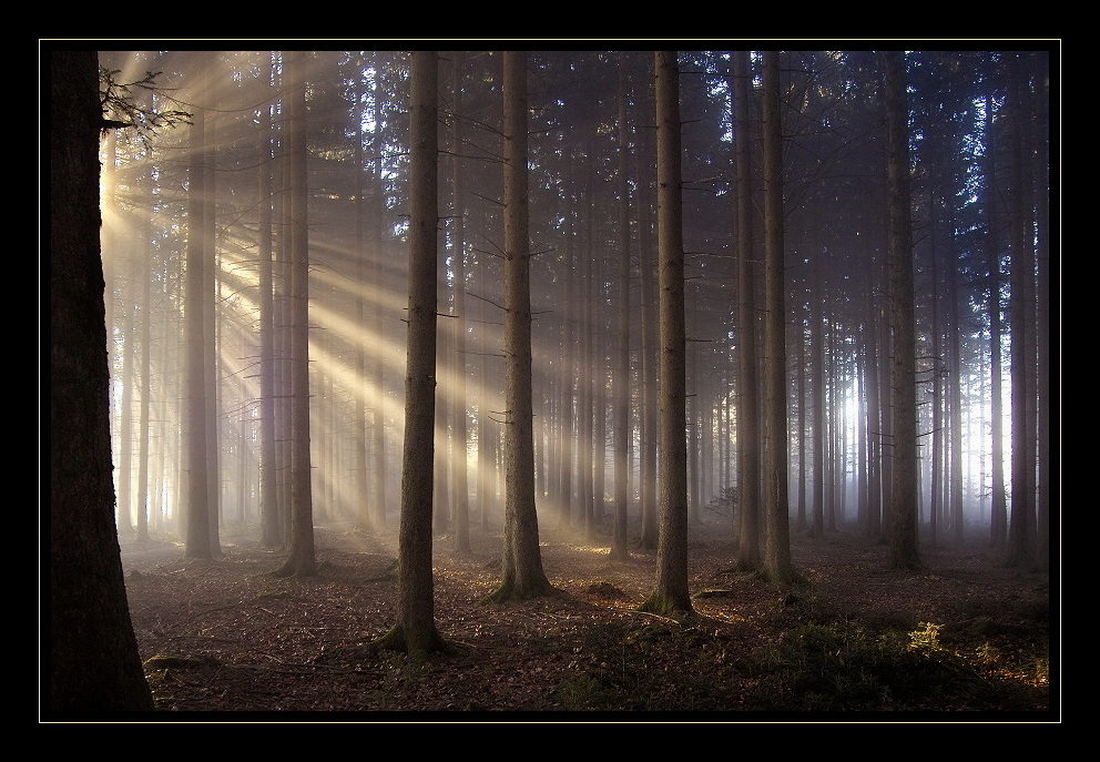 Licht im Wald