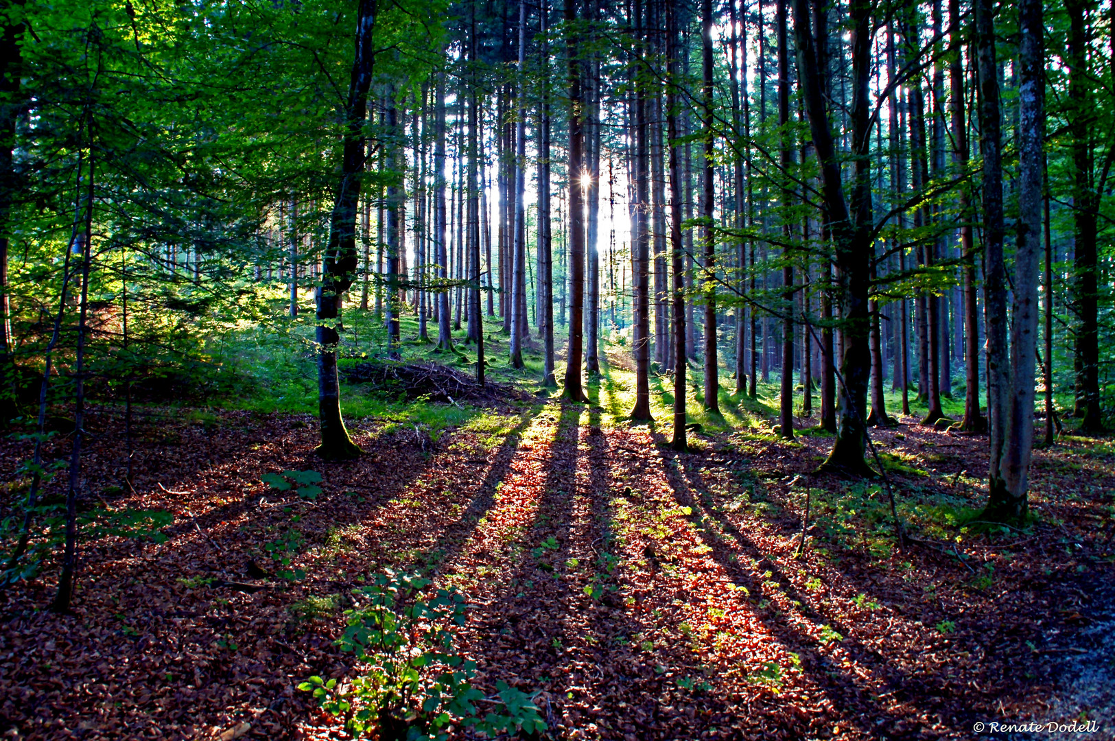 Licht im Wald