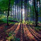 Licht im Wald