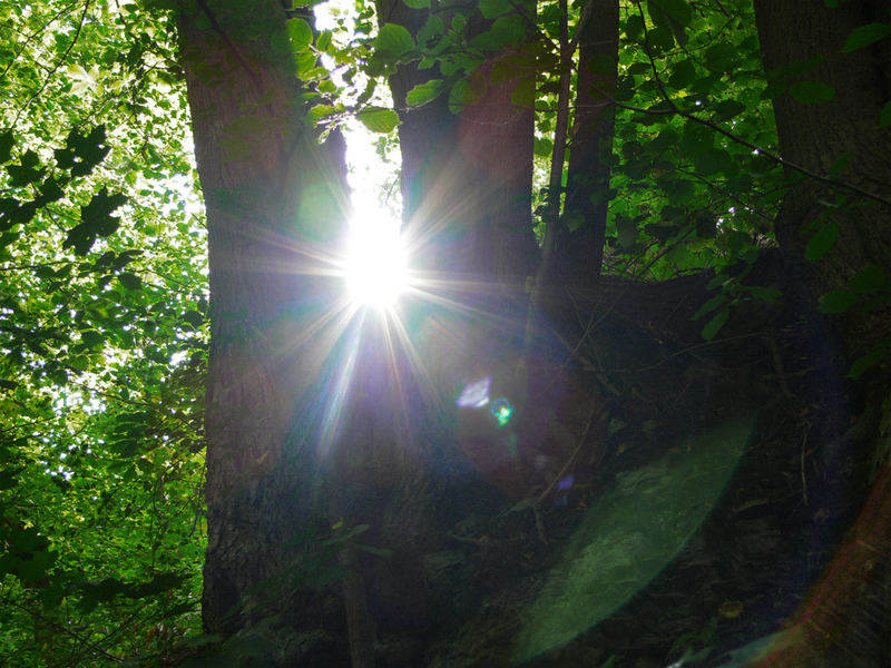 Licht im Wald