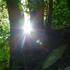 Licht im Wald