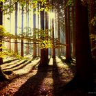 "Licht im Wald"