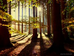 "Licht im Wald"