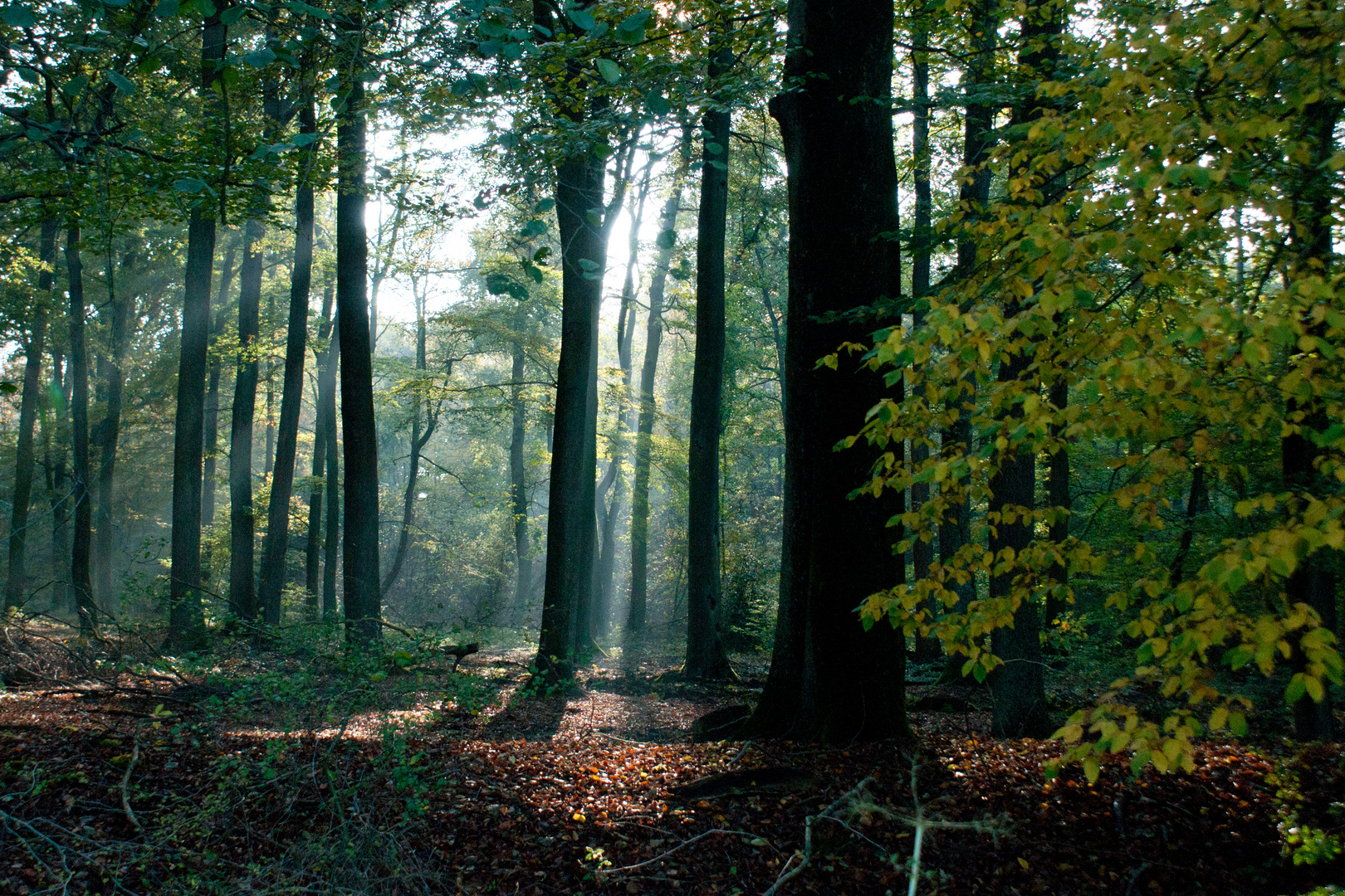 Licht im Wald