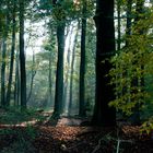 Licht im Wald