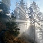 Licht im Wald